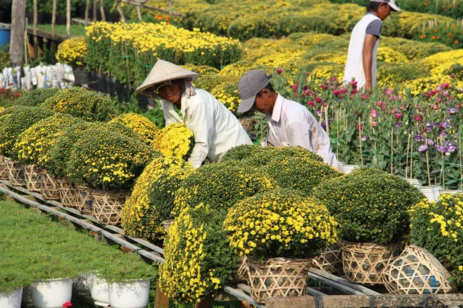 Đồng Tháp: Cúc mâm xôi trúng mùa, trúng giá trong dịp Tết - Ảnh 1. Đồng Tháp: Cúc mâm xôi trúng mùa, trúng giá trong dịp Tết - Ảnh 1.