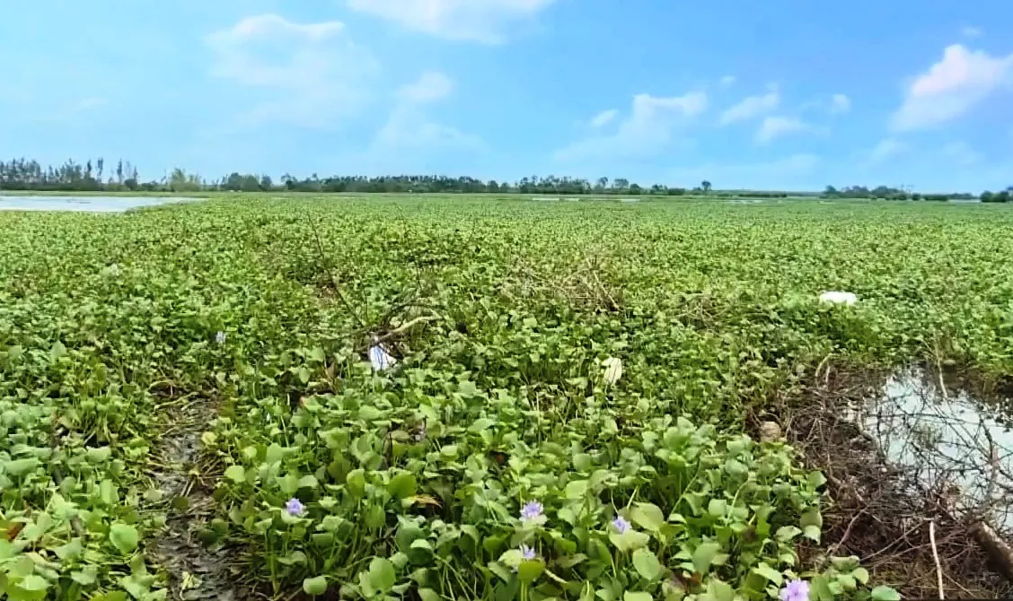 Nhiều diện tích vụ Đông Xuân có nguy cơ bỏ hoang sau lũ - Ảnh 1.