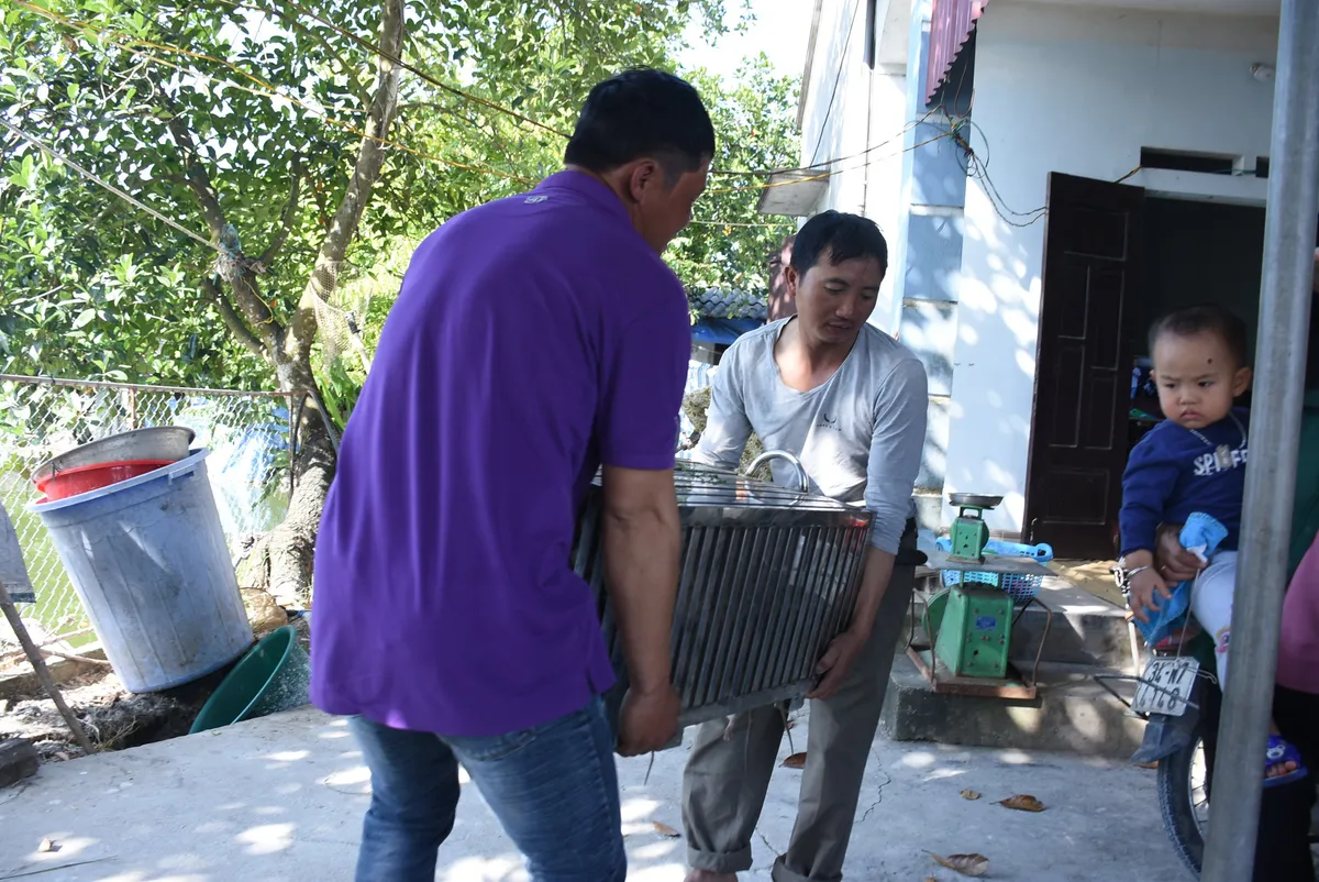 Làng bắt chuột Hải Dương vào mùa đắt hàng - Ảnh 7.