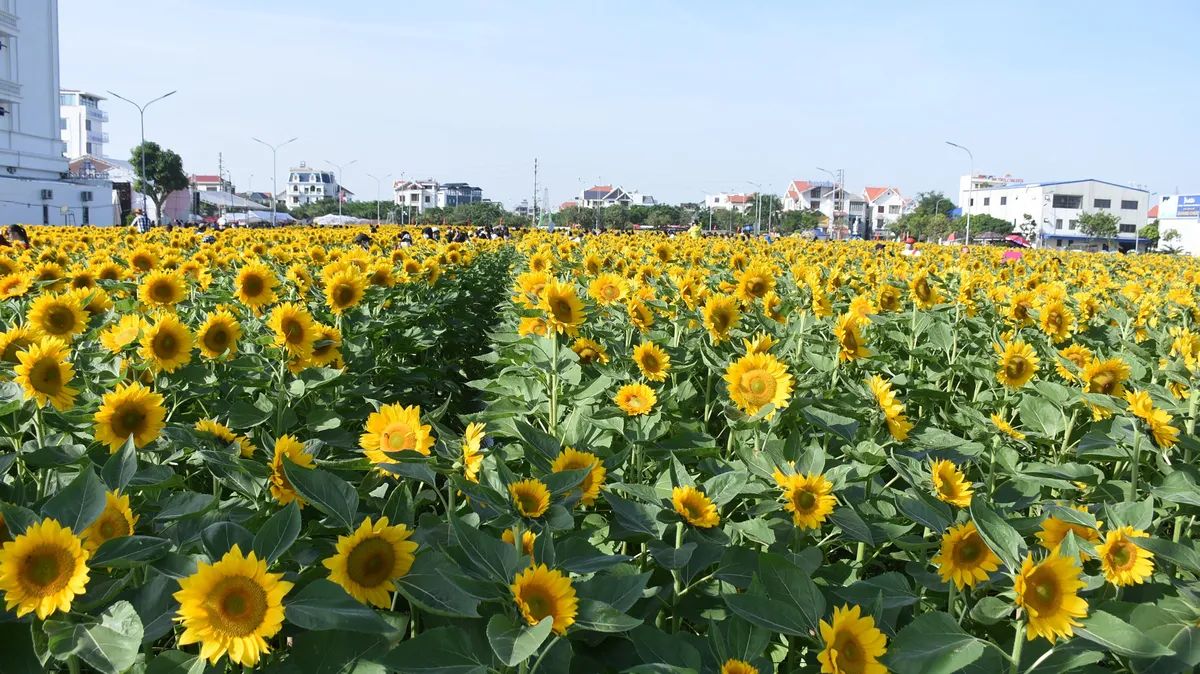 Vườn hướng dương 26.000 bông mở cửa miễn phí đón khách - Ảnh 4.