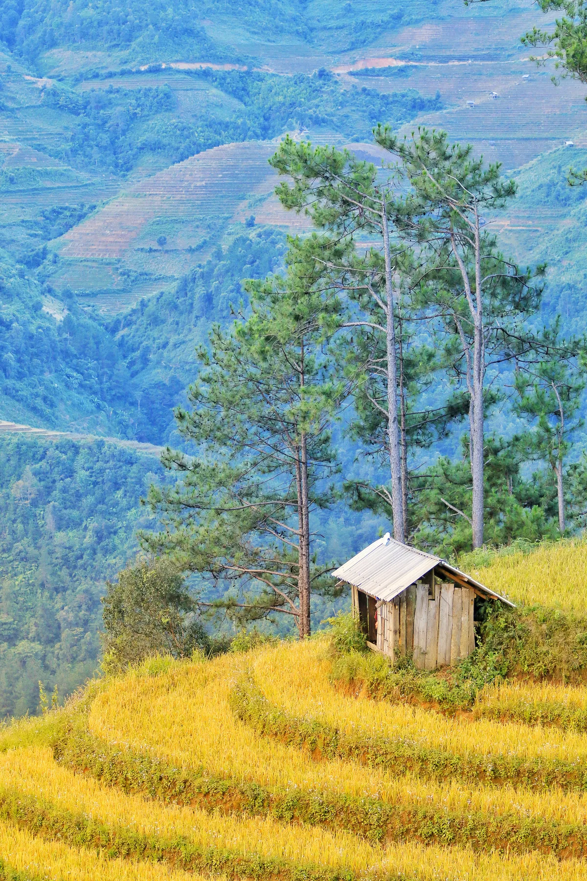 Mù Căng Chải cuối mùa lúa chín - Ảnh 3.