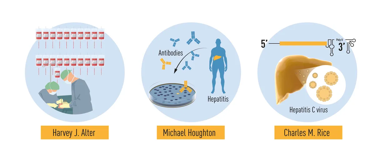 Tầm quan trọng của nghiên cứu về virus Viêm gan C được vinh danh tại giải Nobel Y học 2020 - Ảnh 5.