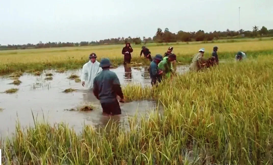 Nông dân oằn mình cứu lúa ngập mùa lũ - Ảnh 2.