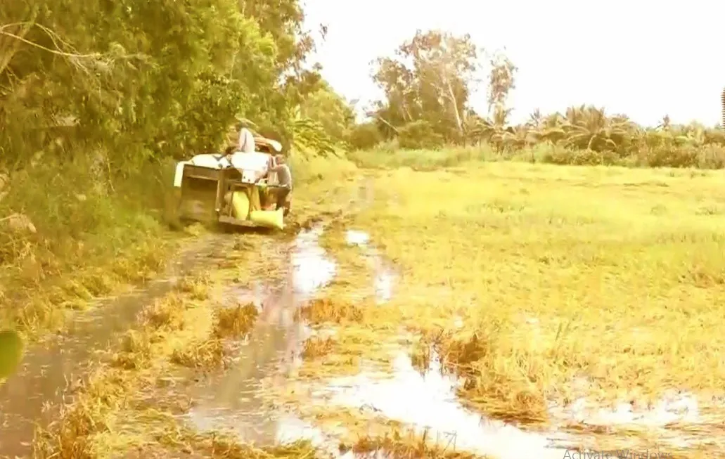 Nông dân oằn mình cứu lúa ngập mùa lũ - Ảnh 1.