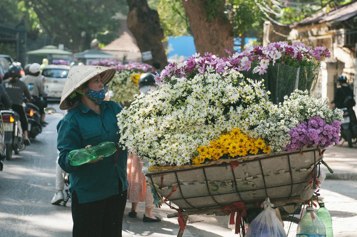 Cúc họa mi ngập tràn phố phường Hà Nội, giá tăng vì khan hàng - Ảnh 5.