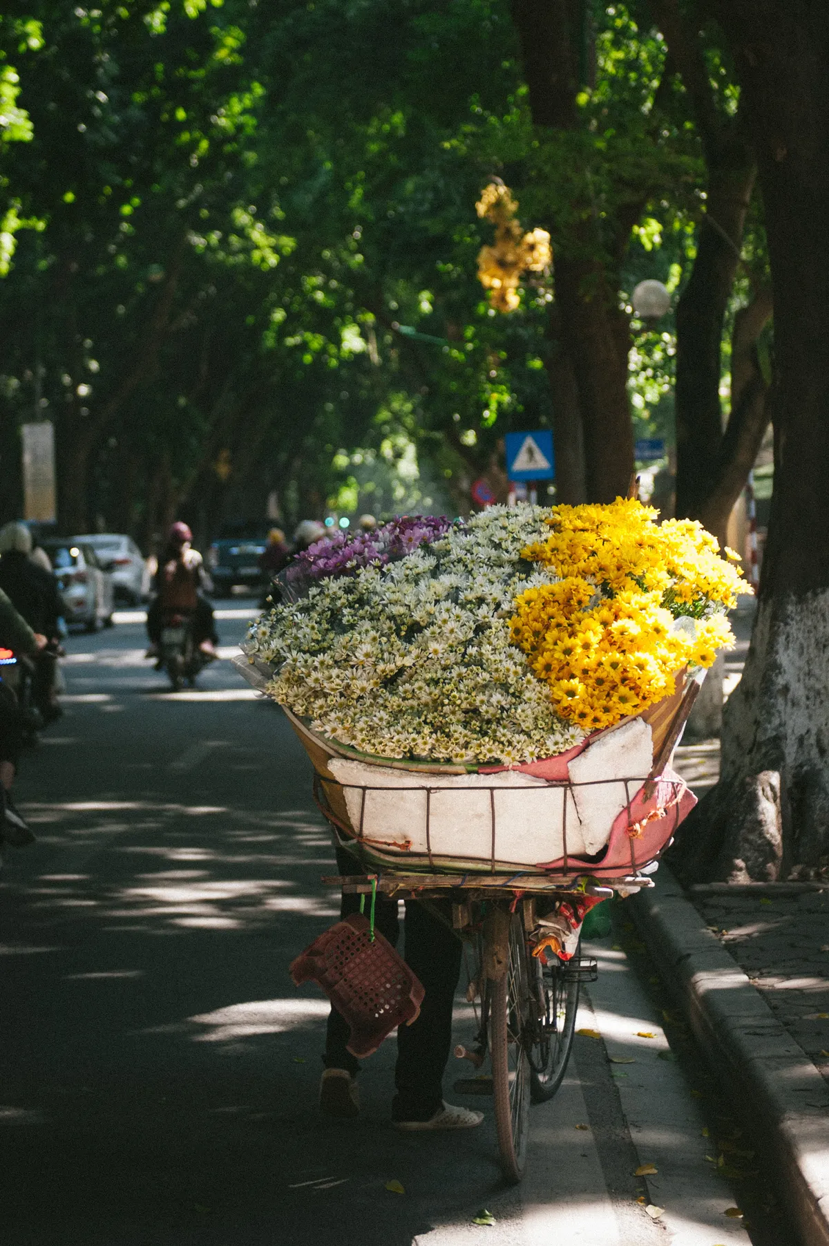 Cúc họa mi ngập tràn phố phường Hà Nội, giá tăng vì khan hàng - Ảnh 9.