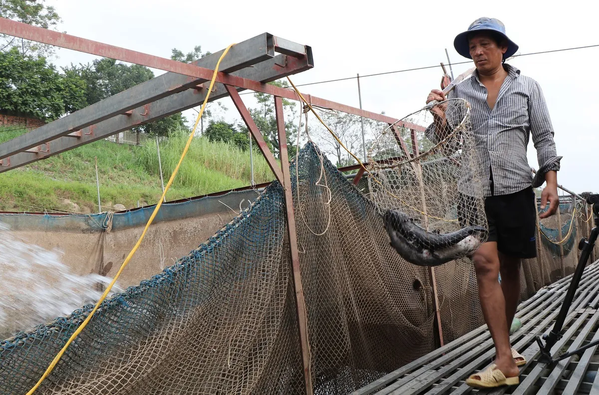 Sông Đà cạn trơ đáy, dân nuôi cá lồng trước nguy cơ một năm công cốc - Ảnh 1.