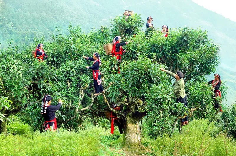 Trải nghiệm thu hoạch chè shan tuyết cổ thụ với người Dao - Ảnh 3.