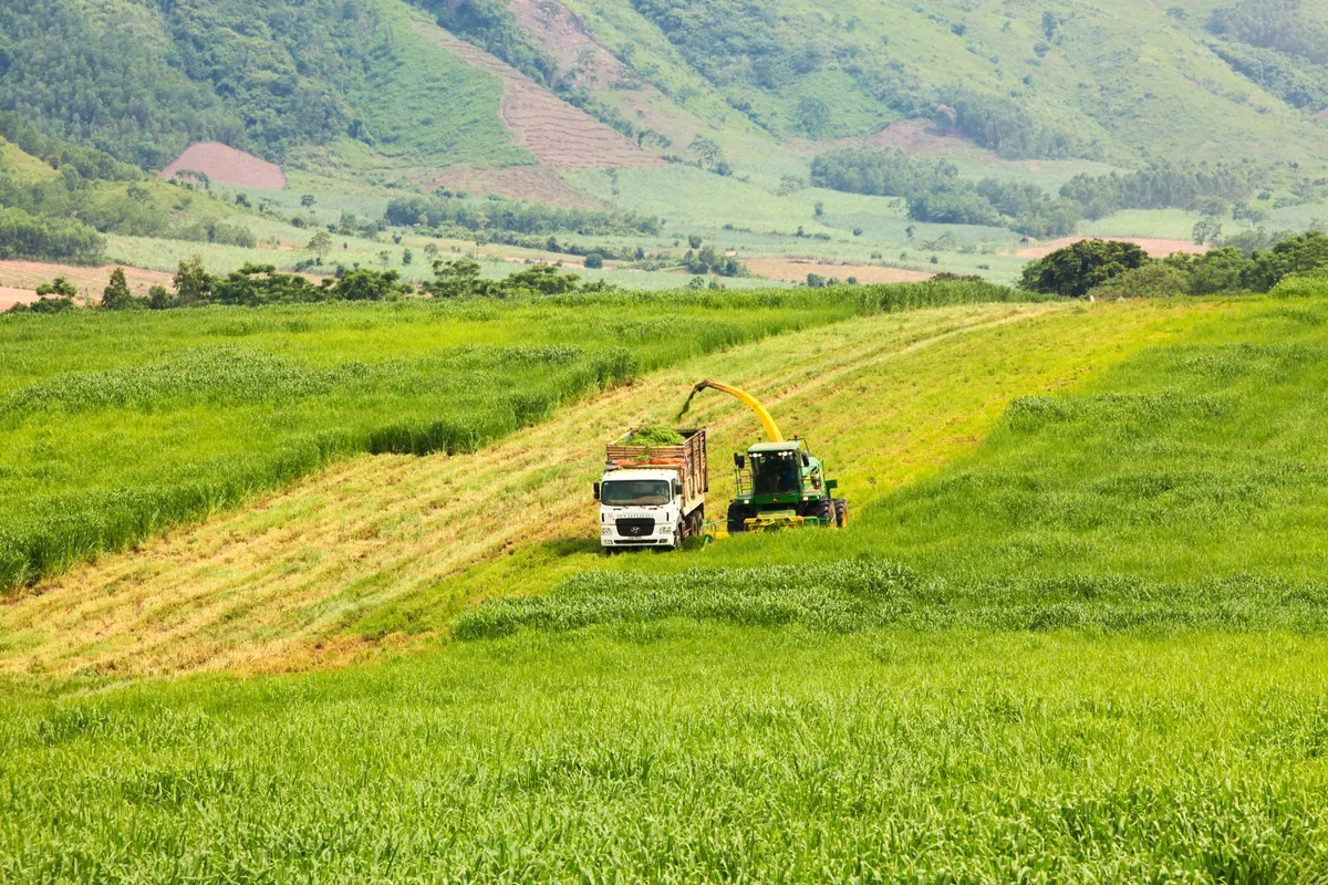 Ngỡ ngàng thủ phủ bò sữa Việt Nam - Ảnh 8.