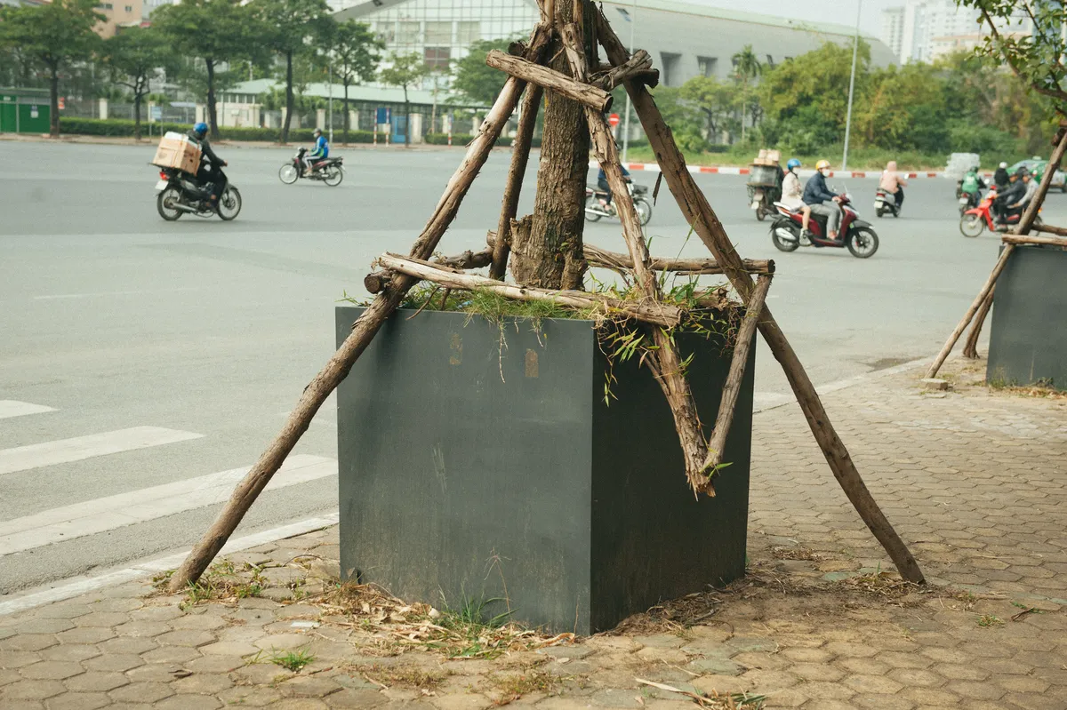 Kỳ lạ trồng cây trong bồn nhựa cao 1 mét trên vỉa hè - Ảnh 11.