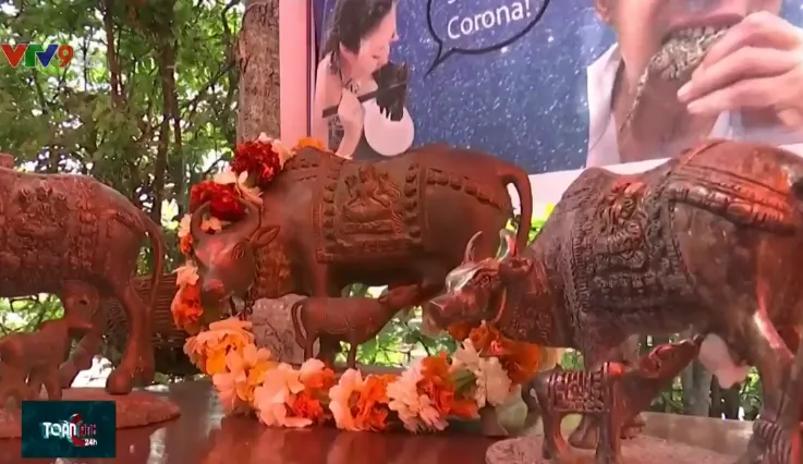 Uống... nước tiểu b&ograve; để tẩy bệnh COVID-19 tại Ấn Độ - Ảnh 2.