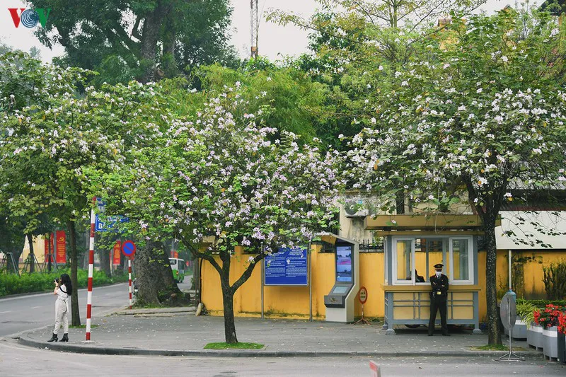 Ngắm sắc hoa ban Tây Bắc tinh khôi, đẹp nao lòng ở Hà Nội - Ảnh 1.