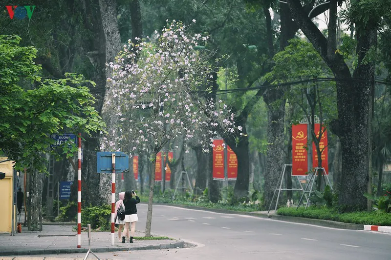 Ngắm sắc hoa ban Tây Bắc tinh khôi, đẹp nao lòng ở Hà Nội - Ảnh 12.