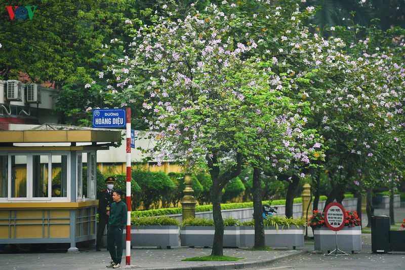 Ngắm sắc hoa ban Tây Bắc tinh khôi, đẹp nao lòng ở Hà Nội - Ảnh 3.