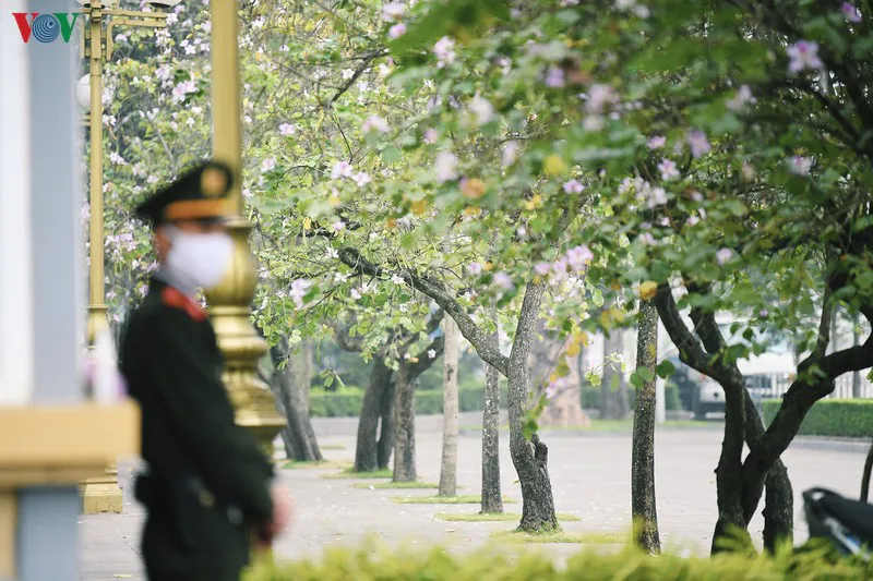 Ngắm sắc hoa ban Tây Bắc tinh khôi, đẹp nao lòng ở Hà Nội - Ảnh 5.