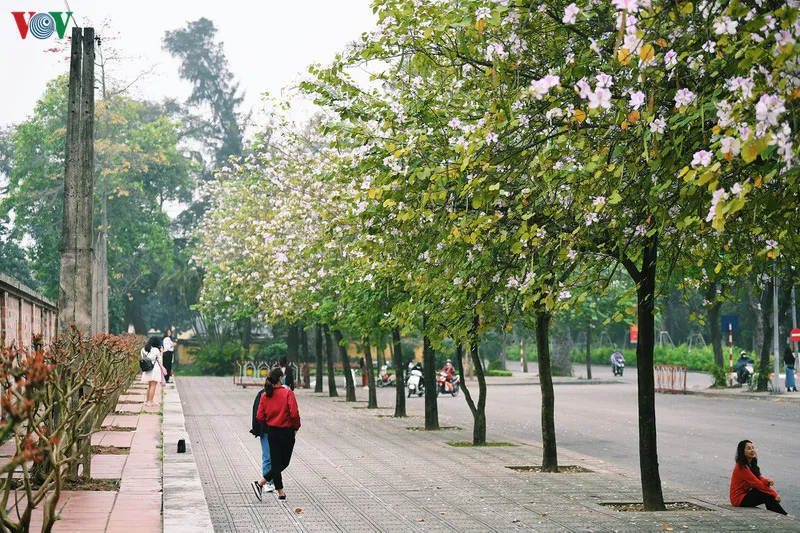 Ngắm sắc hoa ban Tây Bắc tinh khôi, đẹp nao lòng ở Hà Nội - Ảnh 8.