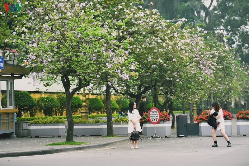 Ngắm sắc hoa ban Tây Bắc tinh khôi, đẹp nao lòng ở Hà Nội - Ảnh 9.