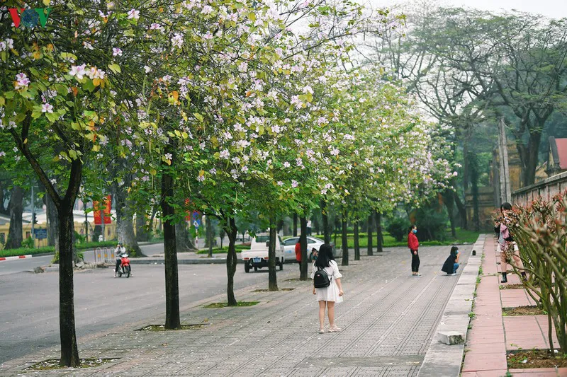 Ngắm sắc hoa ban Tây Bắc tinh khôi, đẹp nao lòng ở Hà Nội - Ảnh 10.