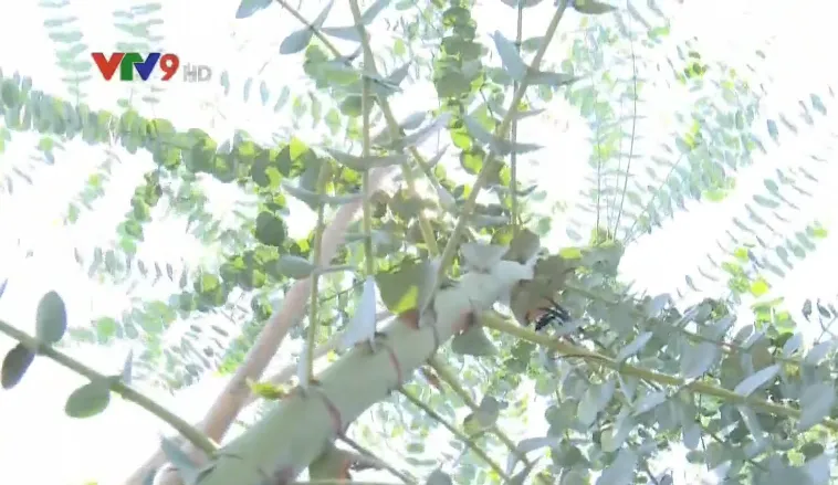 Người d&acirc;n L&acirc;m Đồng thu bạc triệu từ c&acirc;y đ&ocirc; la - Ảnh 1.