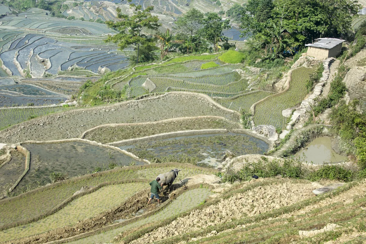 Mùa nước đổ trên những thửa ruộng bậc thang - Đẹp bình dị - Ảnh 5.