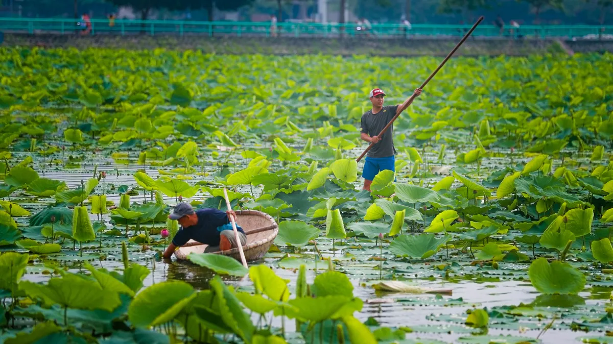 Sen Hồ Tây vào mùa, rực rỡ khoe sắc khắp phố phường Hà Nội  - Ảnh 6.