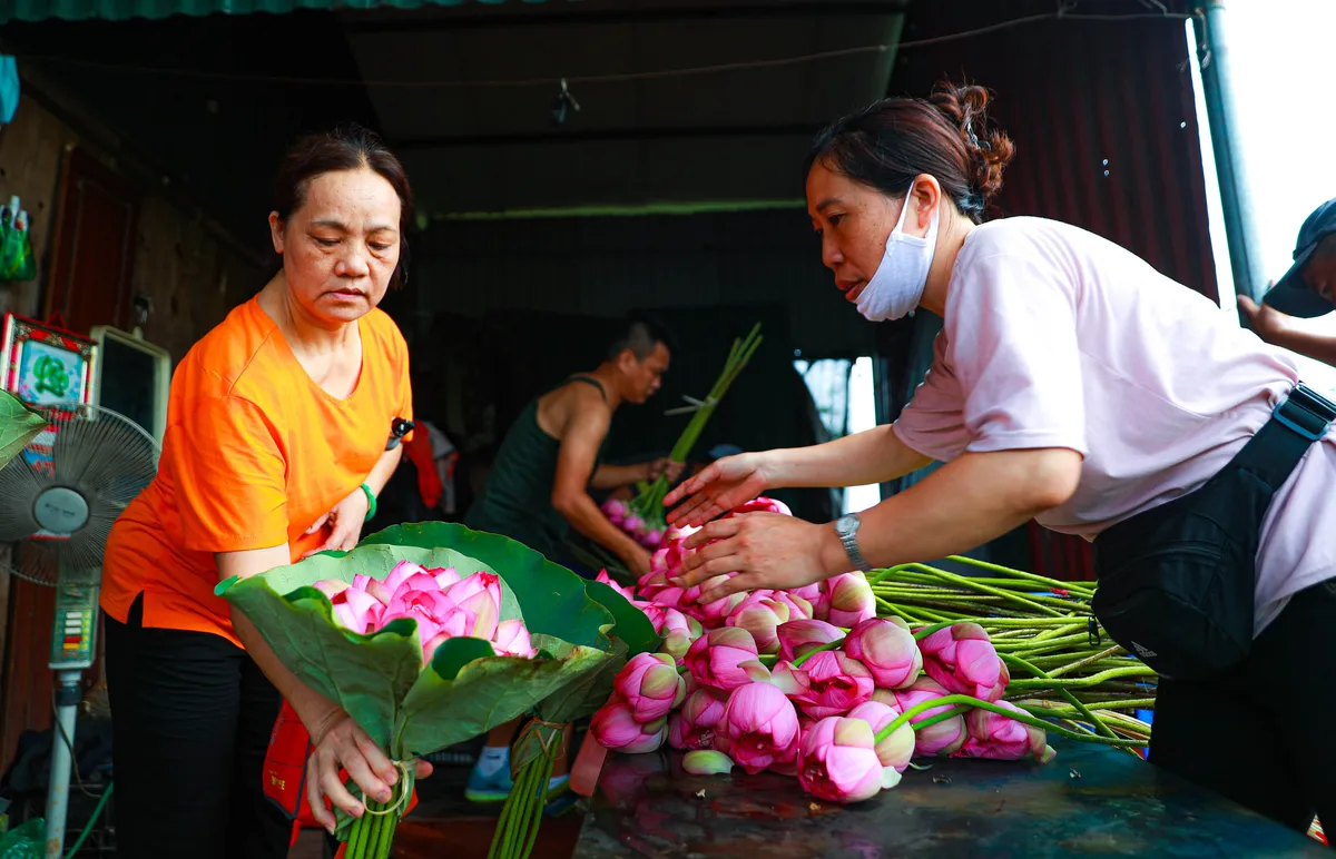 Sen Hồ Tây vào mùa, rực rỡ khoe sắc khắp phố phường Hà Nội  - Ảnh 13.