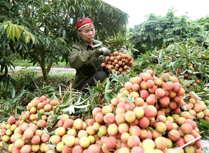 Hơn 300 thương nhân Trung Quốc nhập cảnh thu mua vải thiều Lục Ngạn được phòng dịch như nào? - Ảnh 1.