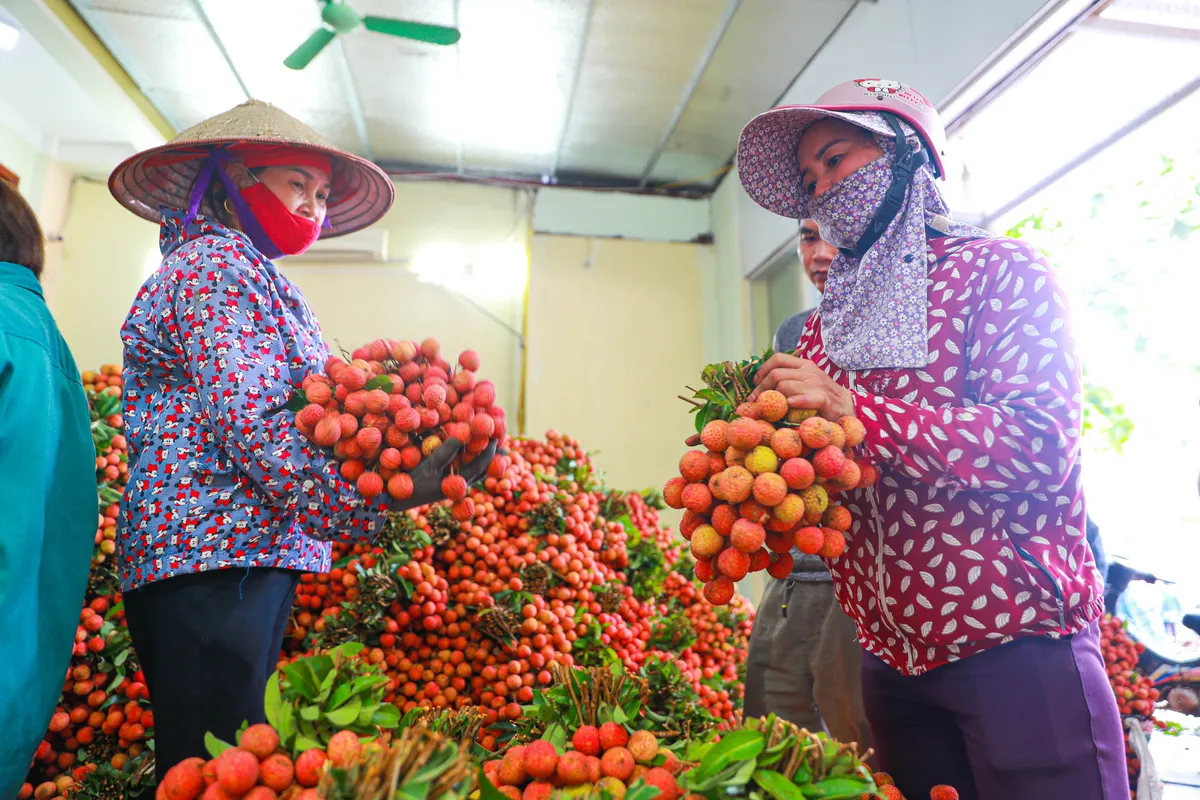 Lục Ngạn (Bắc Giang) m&ugrave;a vải ch&iacute;n: Phi&ecirc;n chợ rực rỡ sắc đỏ - Ảnh 9.