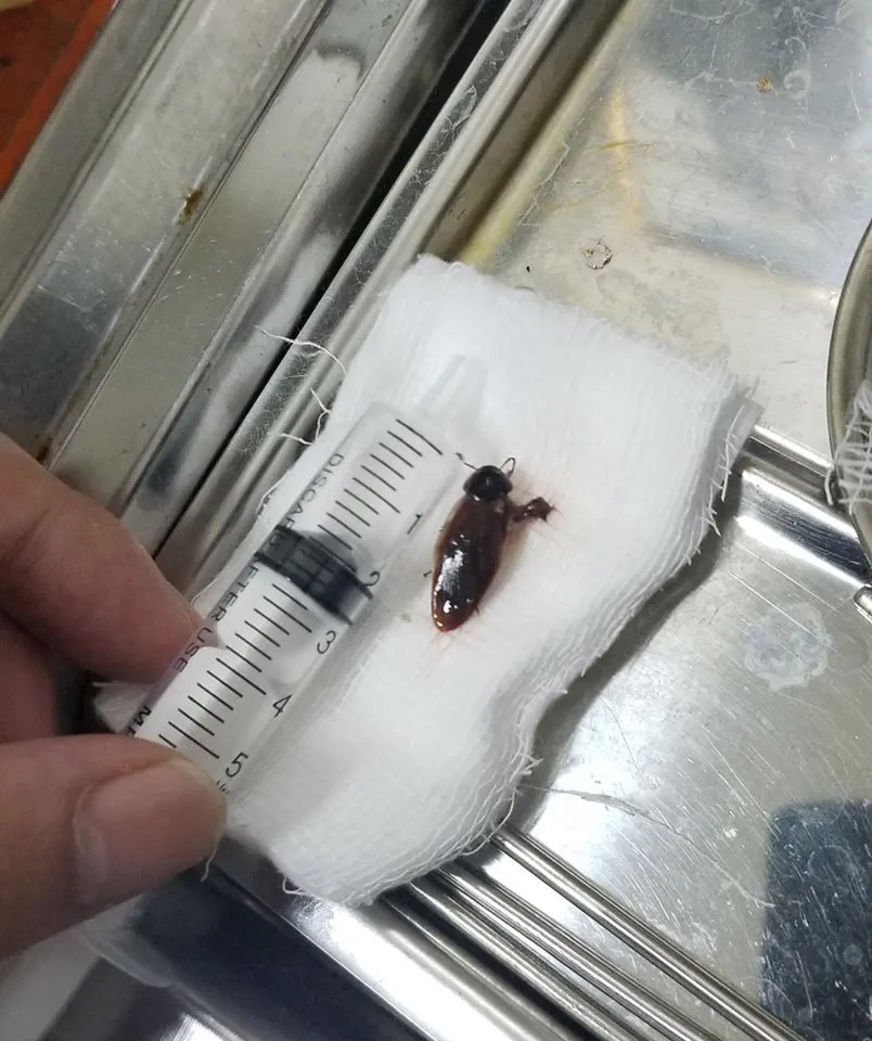 Đau tai dữ dội, vào viện bác sĩ gắp ra con gián dài hơn 2cm - Ảnh 1.