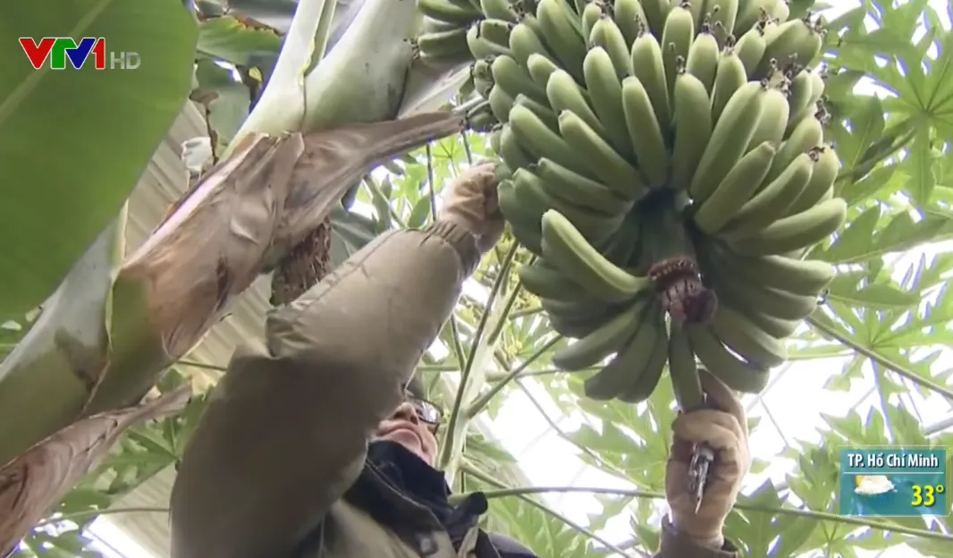 N&acirc;ng cao gi&aacute; trị n&ocirc;ng sản nhờ trồng c&acirc;y rải vụ - Ảnh 3.