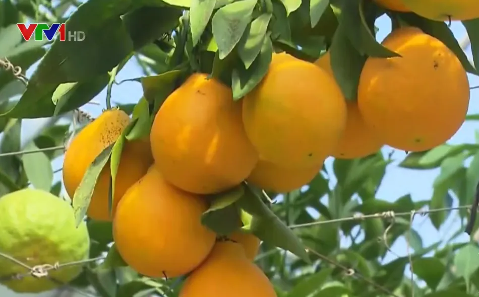 N&acirc;ng cao gi&aacute; trị n&ocirc;ng sản nhờ trồng c&acirc;y rải vụ - Ảnh 2.