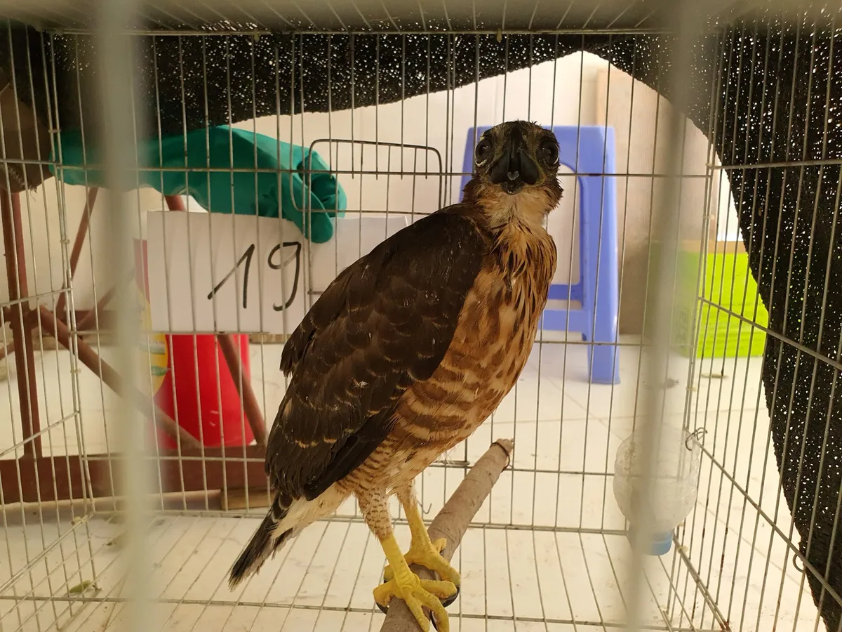 Bắc Kạn: Tịch thu 20 c&aacute; thể chim săn mồi tại nh&agrave; d&acirc;n - Ảnh 2.