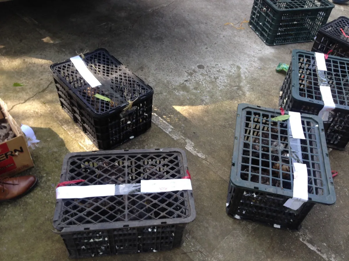 Bắc Kạn: Tịch thu 20 c&aacute; thể chim săn mồi tại nh&agrave; d&acirc;n - Ảnh 1.