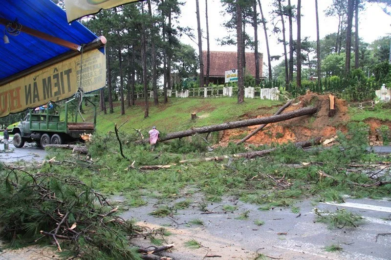 Mưa lớn gây sạt lở nghiêm trọng ở Đà Lạt,  nhiều cây xanh bị quật ngã - Ảnh 7.