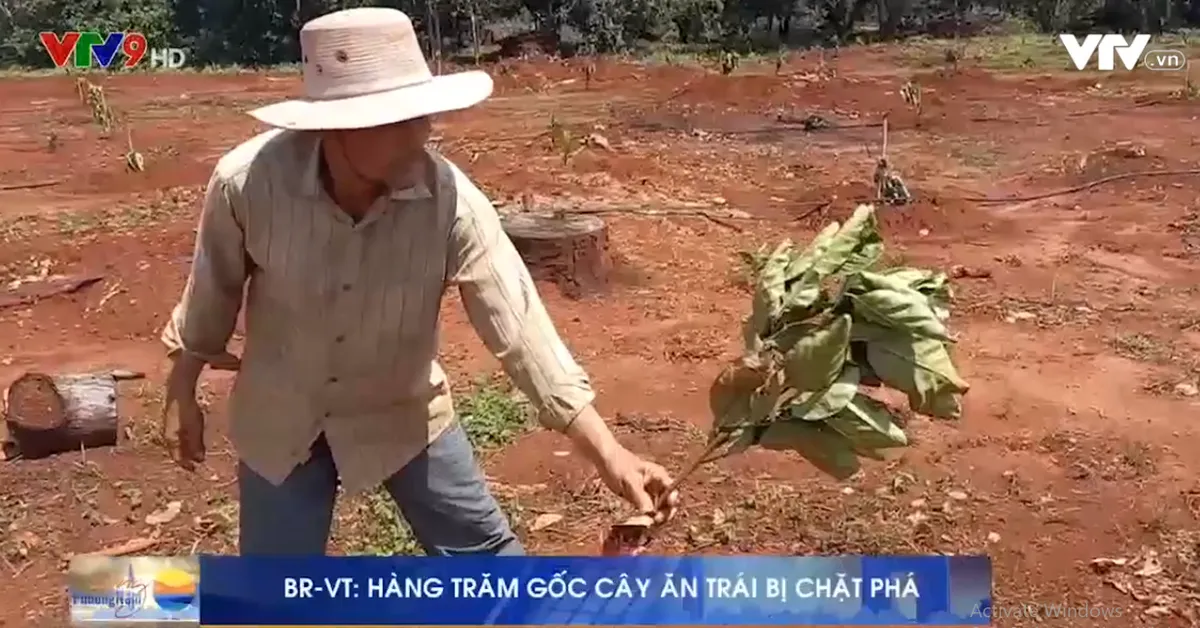 H&agrave;ng trăm gốc c&acirc;y ăn tr&aacute;i tại huyện Xuy&ecirc;n Mộc bị chặt ph&aacute; - Ảnh 3.