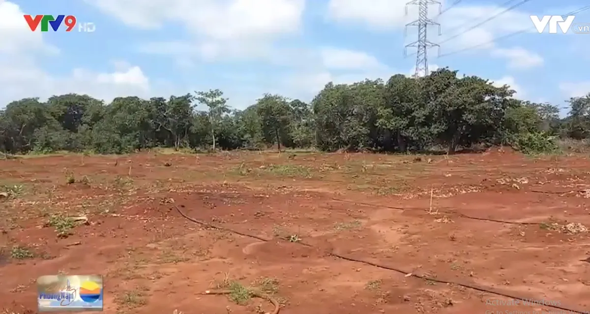 H&agrave;ng trăm gốc c&acirc;y ăn tr&aacute;i tại huyện Xuy&ecirc;n Mộc bị chặt ph&aacute; - Ảnh 2.