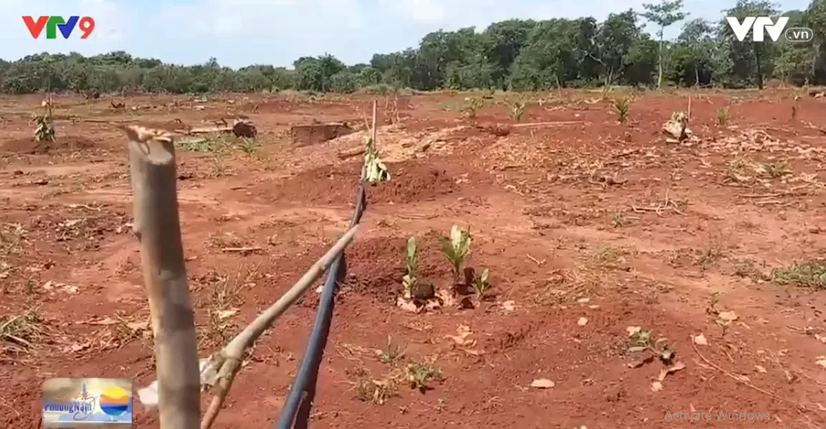 H&agrave;ng trăm gốc c&acirc;y ăn tr&aacute;i tại huyện Xuy&ecirc;n Mộc bị chặt ph&aacute; - Ảnh 1.