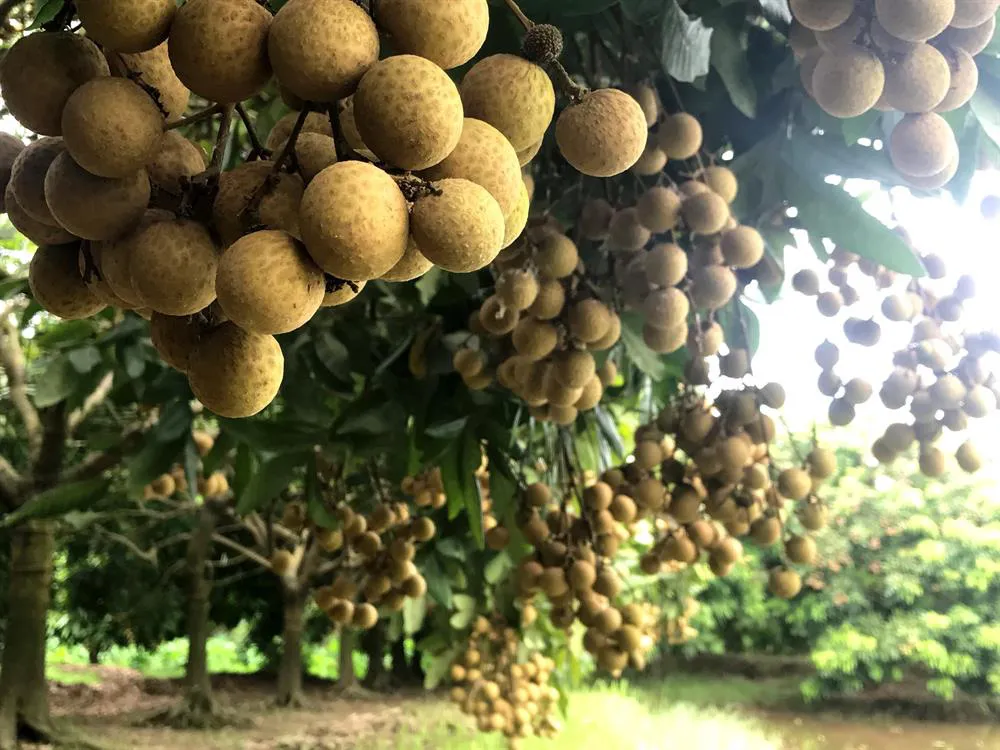 Bạn hàng Trung Quốc bất ngờ ngừng mua long nhãn Hưng Yên - Ảnh 1.