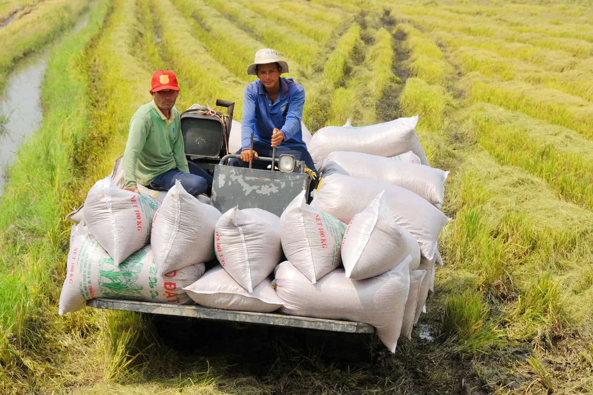 Hạt gạo Việt và câu chuyện chiếu dưới sau 30 năm xuất khẩu - Ảnh 2.