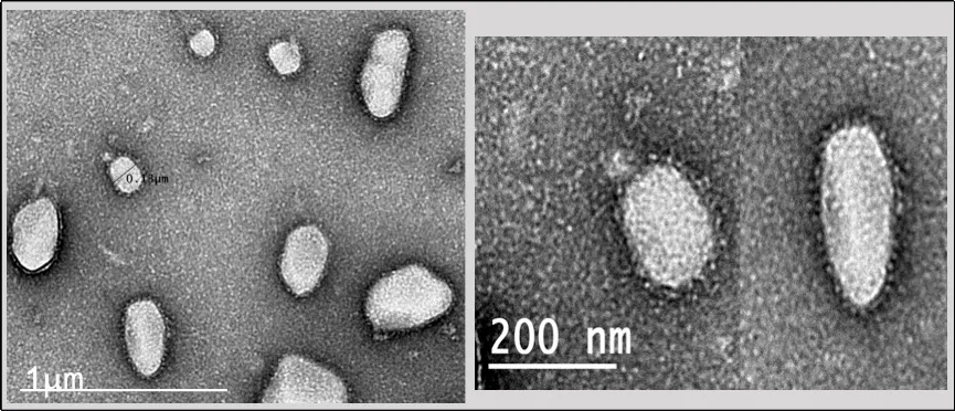 Virus SARS-CoV-2 có thể tồn tại ở ngoài trời lâu hơn vào mùa thu - Ảnh 1.