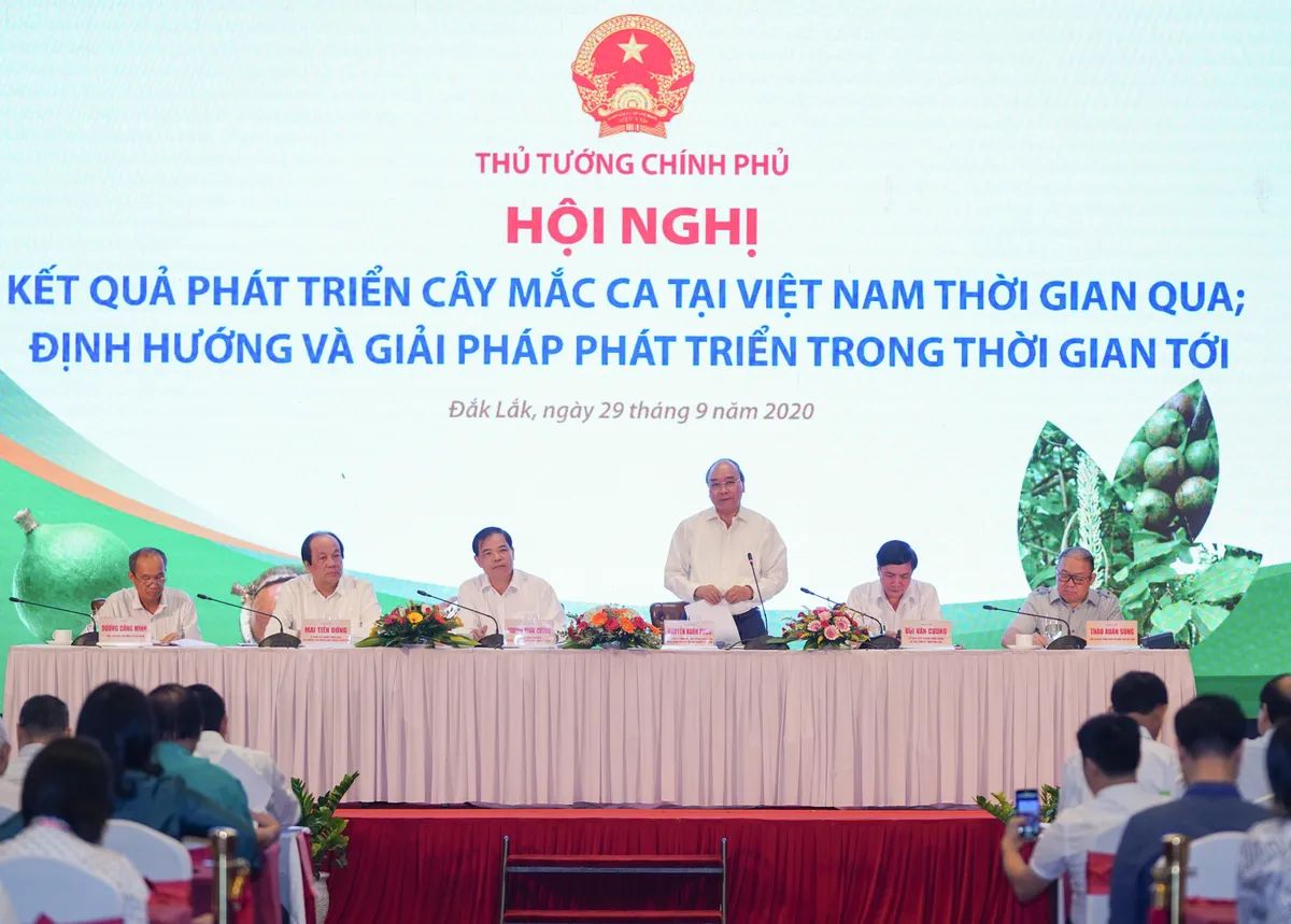 Macca - Cây trồng mang lại hiệu quả kinh tế cao - Ảnh 1.