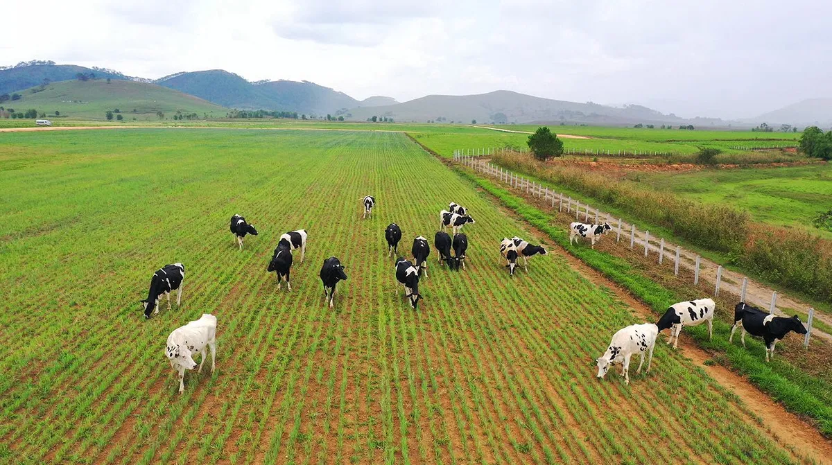 Hệ thống trang trại bò sữa Vinamilk đạt mức tăng trưởng ấn tượng - Ảnh 7. Hệ thống trang trại bò sữa Vinamilk đạt mức tăng trưởng ấn tượng - Ảnh 7.