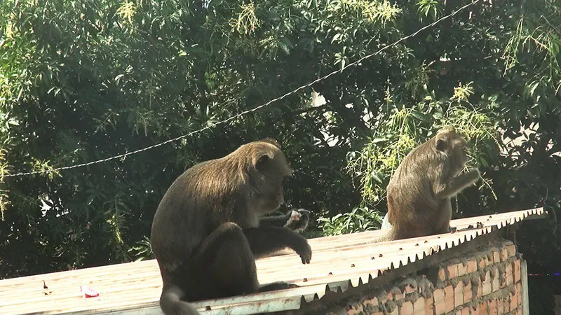 Bắn thuốc mê di dời đàn khỉ đuôi dài đại náo trong khu dân cư - Ảnh 1.