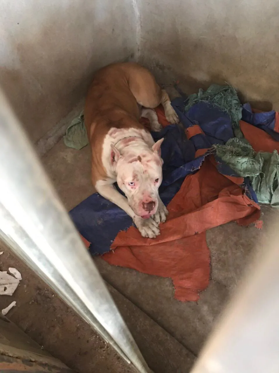 Chó pitbull nổi điên tấn công khiến 2 người nhập viện - Ảnh 2.