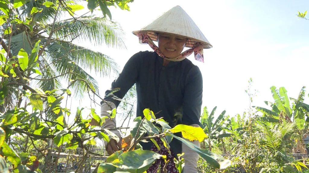 Hốt bạc công việc ngày cận Tết, nhặt lá kiếm vài trăm nghìn đồng - Ảnh 1.