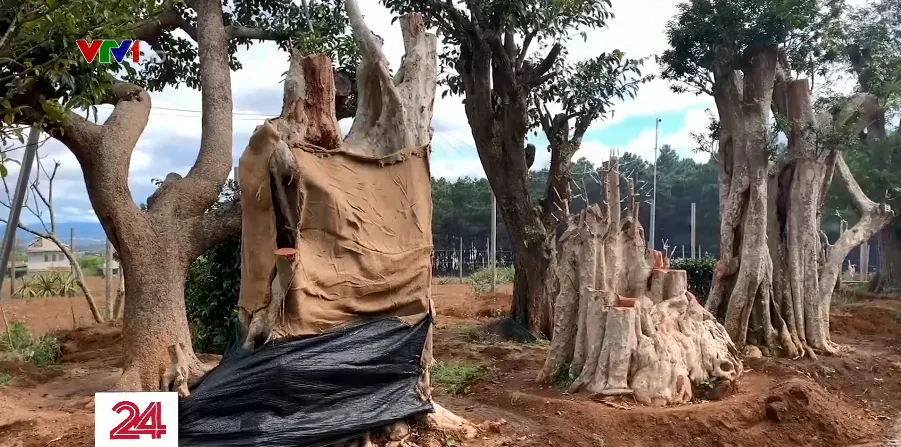Cây cổ thụ về xuôi - Thú chơi tận diệt núi rừng - Ảnh 1. Cây cổ thụ về xuôi - Thú chơi tận diệt núi rừng - Ảnh 1.