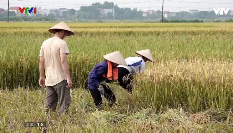 Phim mới nối sóng Hương vị tình thân có gì đặc sắc thu hút khán giả? - Ảnh 7.