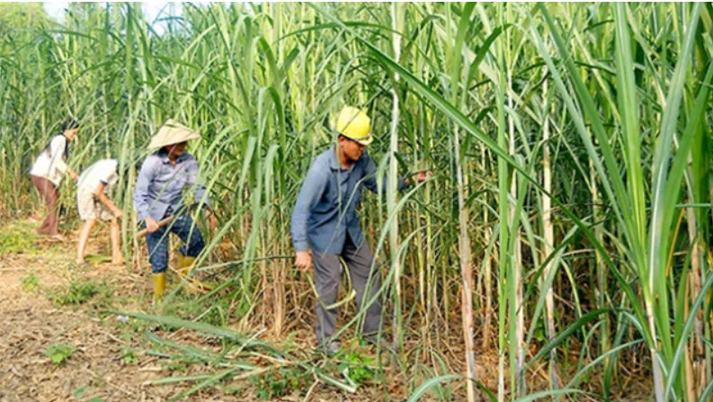 Áp dụng các biện pháp phòng vệ thương mại với đường nhập khẩu - Ảnh 1.