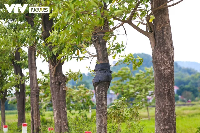 100 cây hoa sữa chuyển về bãi rác Nam Sơn sau 2 năm đã xanh tốt và nở hoa ngào ngạt - Ảnh 6.