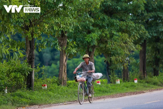 100 cây hoa sữa chuyển về bãi rác Nam Sơn sau 2 năm đã xanh tốt và nở hoa ngào ngạt - Ảnh 7.